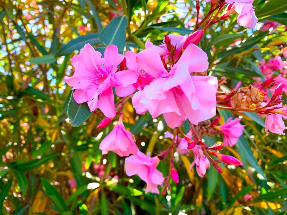 Villetta Flora Con Piscina كوستا باراديسو المظهر الخارجي الصورة